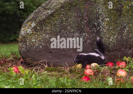 Striped Skunk (Mephitis mephitis) Kit Alone Next to Rock Tail Up Apples Summer - captive animal Stock Photo