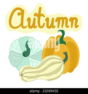 A set of hand-drawn pumpkins on a white background with the inscription Autumn. Hand drawn pumpkins. Stock Vector