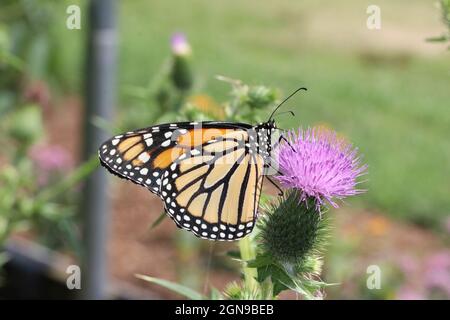 A monarch butterfly (Danaus plexippus) feeds on a pink thistle flower (Cirsium vulgare).