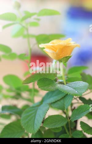 A yellow rose with fresh dew on a colorful background. Stock Photo