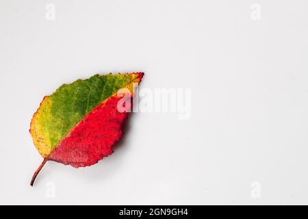 multi-colored fall leaf on white background fall leaves cut out orange yellow green red birch tree leaf birch leaf Stock Photo