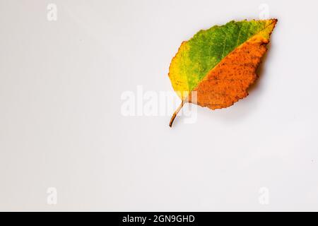 multi-colored fall leaf on white background fall leaves cut out orange yellow green red birch tree leaf birch leaf Stock Photo