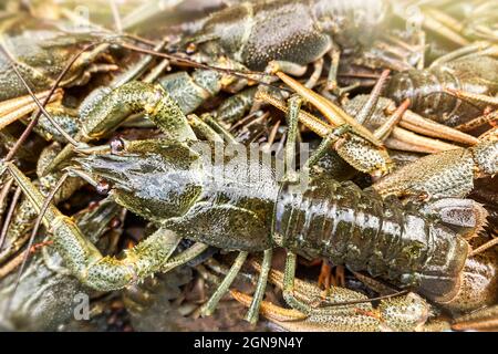 Live river crayfish close-up on a blurry background. Stock Photo