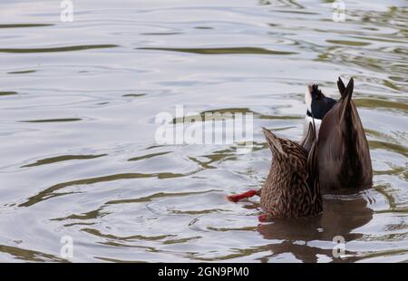 a diving pair of Mallard ducks, male and female, together with their heads dunked under water and bottoms up in the air on lake water, with copy space Stock Photo