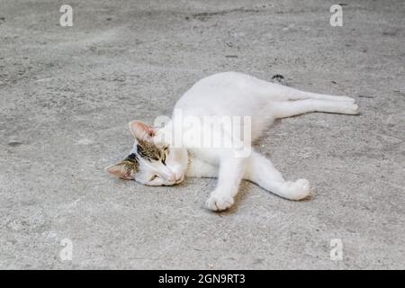 White cat lie on a stone pavement in the city of Kotor in Montenegro Stock Photo