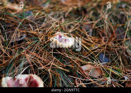 Defocus red russula mushroom among dry grass, leaves and needles. Edible mushroom growing in the green forest. Boletus hiding in ground. Side view Stock Photo