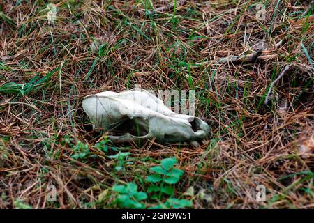 Defocus old dog skull in dry grass close-up meadow. White animal skull on beige and green neutral background. Out of focus Stock Photo