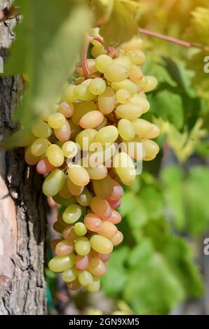 Maturing bunch of table grapes on a vine in a private farm. Concept of growing your own organic food. Stock Photo