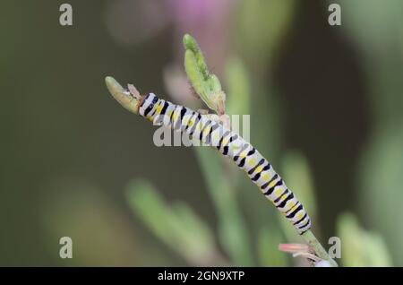 Clouded Crimson Moth, Schinia gaurae, larva on Large Flowered Gaura, Oenothera filiformis Stock Photo