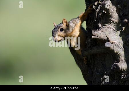 Eastern Fox Squirrel, Sciurus niger, peering around tree Stock Photo