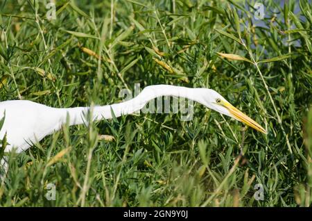 Great Egret, Ardea alba, hunting Stock Photo