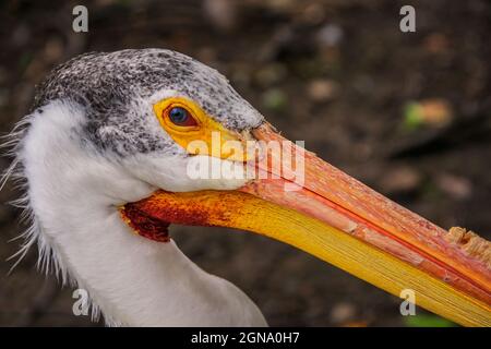 American White Pelican Stock Photo