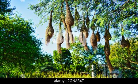 Group of weaver bird nest hanging on leafless tree under the blue sky, the peaceful weaver village Stock Photo