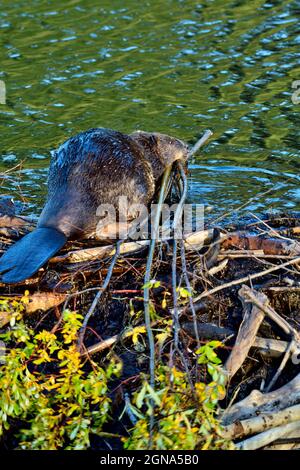 An adult beaver 'Castor canadensis', climbing up and over his dam with willow saplings to save in his food cache for the oncoming winter Stock Photo