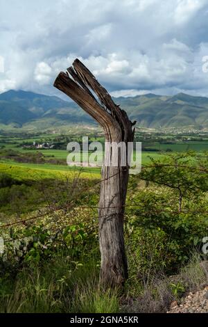 close up of tree trunk with landscape background in loja ecuador Stock Photo