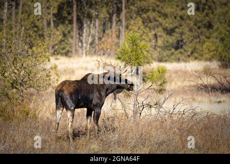 A bull moose stands in a grassy area of Turnbull WIldlife Refuge near Cheney, Washington. Stock Photo