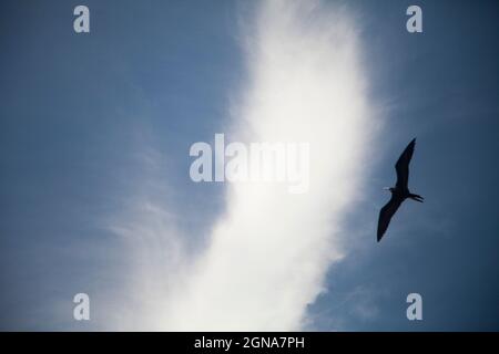 Long shot of flying bird with clouds in the background, seagull Stock Photo