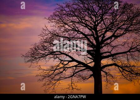 Silhouette of leafless ceibo tree with orange painted clouds in the background Stock Photo