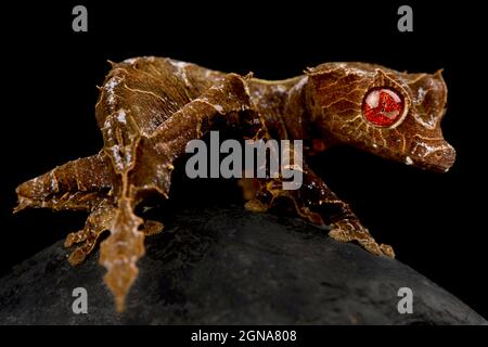 Spearpoint leaf-tailed gecko (Uroplatus ebenaui) Stock Photo