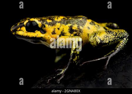 golden poison frog (Phyllobates terribilis) Stock Photo