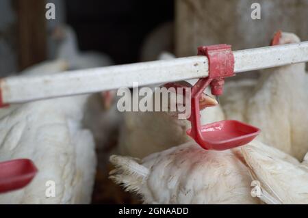 Free range pastured Chickens drinking water by automatic nipple drinker  Stock Photo