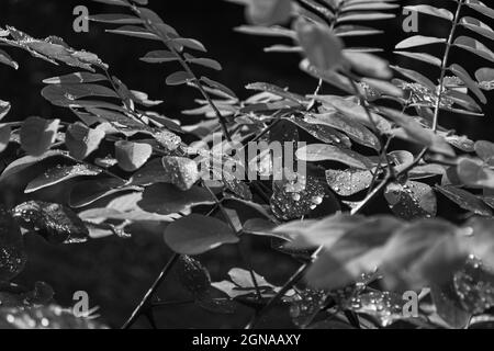 Raindrops on acacia leaves. Black and white photo. Selective focus. Stock Photo