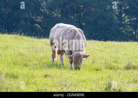 Charolais bull grazing in summer pasture alone. Stock Photo