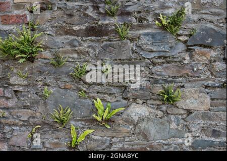 Old stone wall with ferns growing out of it Stock Photo