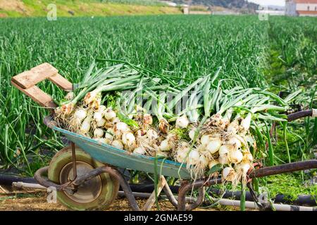 Wheelbarrow with freshly harvested spring onions on farm plantation Stock Photo