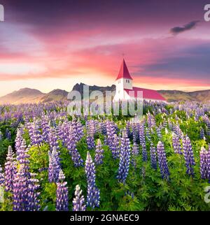 Vik i Myrdal Church surrounded by blooming lupine flowers in Vik village. Dramatic summer sunrise in the Iceland, Europe. Artistic style post processe Stock Photo