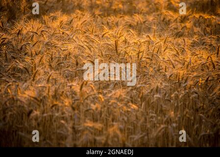 Golden light: a wheatfield in the setting sun of an Southern France evening Stock Photo