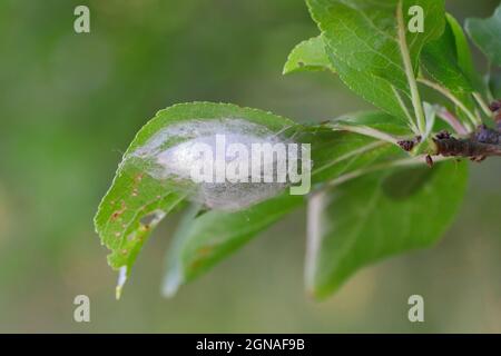 Pupa of the lackey moth (Malacosoma neustria). Caterpillars can cause significant damage to apple, plum and other orchards. Stock Photo