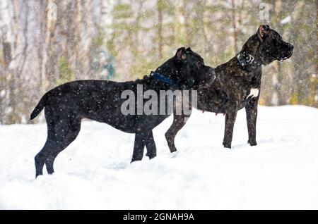 Two Cane Corso dogs in profile snow and forest. Stock Photo