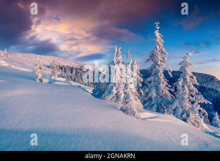 Marvelous winter sunrise in Carpathian mountains with snow covered fir trees. Colorful outdoor scene, Happy New Year celebration concept. Artistic sty Stock Photo