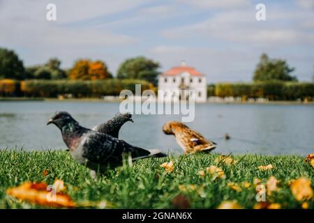 Old vintage house on the background of beautiful scenery with a pool. Peterhof, Russia. Focus on birds in the foreground, dove and ducks near the pond Stock Photo