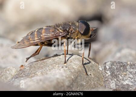 Band-eyed Brown Horsefly (Tabanus bromius) Cumbria GB UK August 2021 Stock Photo