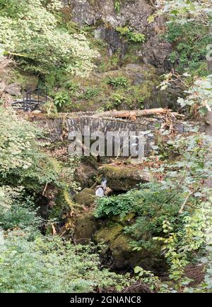 A fallen tree has blocked the lower stone bridge at Aira Force in Cumbria, England, UK Stock Photo