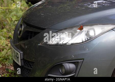 European Peacock (Inachis io) perched on car near headlight How Hill Norfolk GB UK August 2021