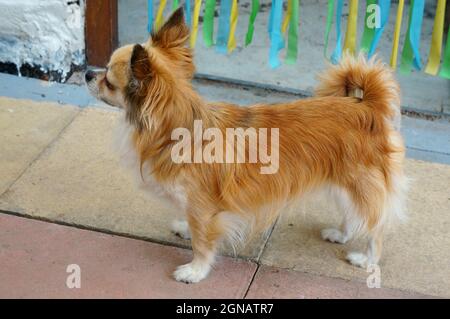 A cute ginger chihuahua dog standing on a concrete patio Stock Photo