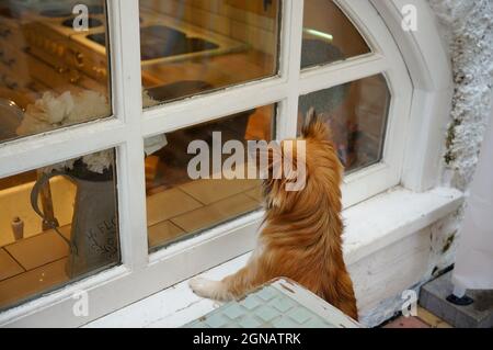 A chihuahua dog standing up to look in a kitchen basement window Stock Photo