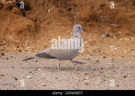 Collared Dove (Streptopelia decaocto) UEA Norwich UK GB September 2021 Stock Photo