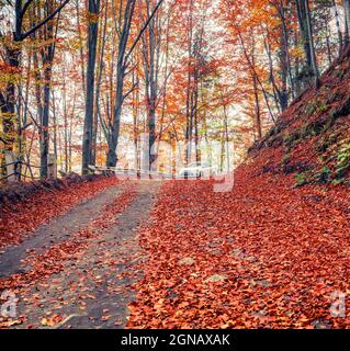 Colorful autumn csene in the mountain forest. Picturesque morning view in Carpathian mountains, Ukraine, Europe. Travel concept background. Stock Photo