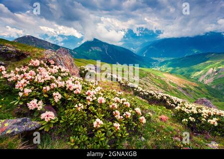 Blooming white rhododendron flowers in the Caucasus mountains in June. Cloudy morning view of the mountain hill in Upper Svanetia, Georgia, Europe. Be Stock Photo