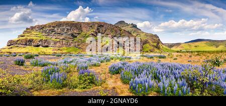 Typical Icelandic panorama with field of blooming lupine flowers in the June. Sunny summer morning in the south coast of Iceland, Skogafoss waterfall Stock Photo