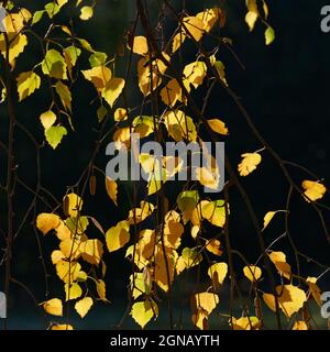 Backlit autumnal silver birch tree leaves. Stock Photo