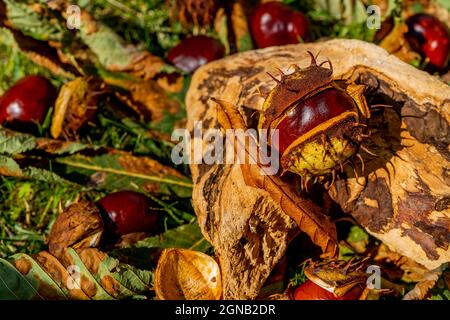Fallen chestnuts in an open shell lying in the grass. Beautiful autumn fruits, macro close -up. Hight quality photo  Stock Photo