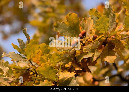 In the Indian summer two ripe brown acorns with cupules on an oak branch close-up Stock Photo