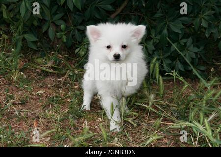 Japanese spitz hot sale 4 months