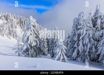 Poiana Brasov, Romania. Winter landscape in the Carpathians mountains. Stock Photo
