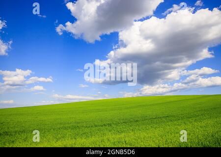 Spring landscape with wheat field and clouds. Romania. Stock Photo